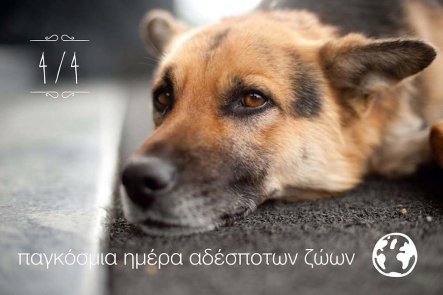Δήμος Αρχ. Ολυμπίας: Γιορτάζουμε την Παγκόσμια Ημέρα Αδέσποτων Ζώων μαζί με την Lexi!
