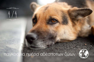 Δήμος Αρχ. Ολυμπίας: Γιορτάζουμε την Παγκόσμια Ημέρα Αδέσποτων Ζώων μαζί με την Lexi!