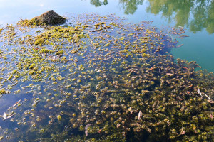 Ostreopsis ovata: Το τοξικό φύκι που έχει εισβάλει στη Μεσόγειο