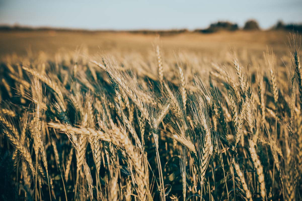 FAO: Μειώθηκε ο δείκτης τιμών τροφίμων – Σε ιστορικά υψηλά τα αποθέματα δημητριακών