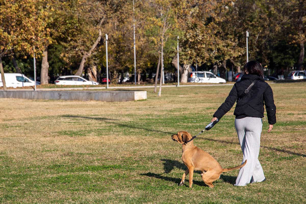 Πρόστιμα για βόλτα χωρίς λουρί και άλλες παραλείψεις σε δεσποζόμενα ζώα από την αστυνομία