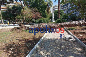 Πεύκο 15 μέτρων κατέρρευσε σε κεντρική πλατεία της Πάτρας (photos)