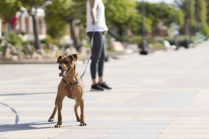 Αυτό είναι το πιο σημαντικό πράγμα που πρέπει να κάνετε στη βόλτα με τον σκύλο σας