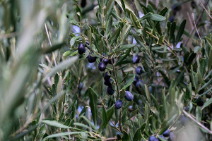 Ελαιώνες μετά τη φωτιά: Σωστή εκτίμηση ζημιών, αναμονή πριν από τις επεμβάσεις και προστασία της αναβλάστησης