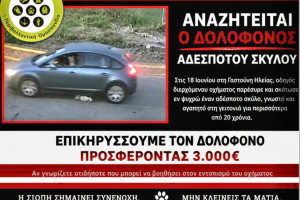 Επικήρυξη για τον εντοπισμό του οδηγού που σκότωσε τον αδέσποτο σκύλο στη Γαστούνη