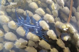 Η Ισπανία κλείνει διάσημη παραλία 11 χιλιομέτρων λόγω εμφάνισης «μπλε δράκων»