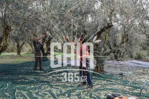 Παράταση εφαρμογής της υποχρεωτικής δήλωσης συγκομιδής ελαιοκάρπου