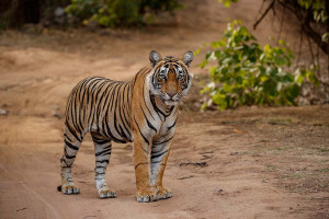 «Ιστορική στιγμή» για την προστασία της άγριας ζωής: Απελευθερώθηκε τίγρης στο Καζακστάν (Βίντεο)