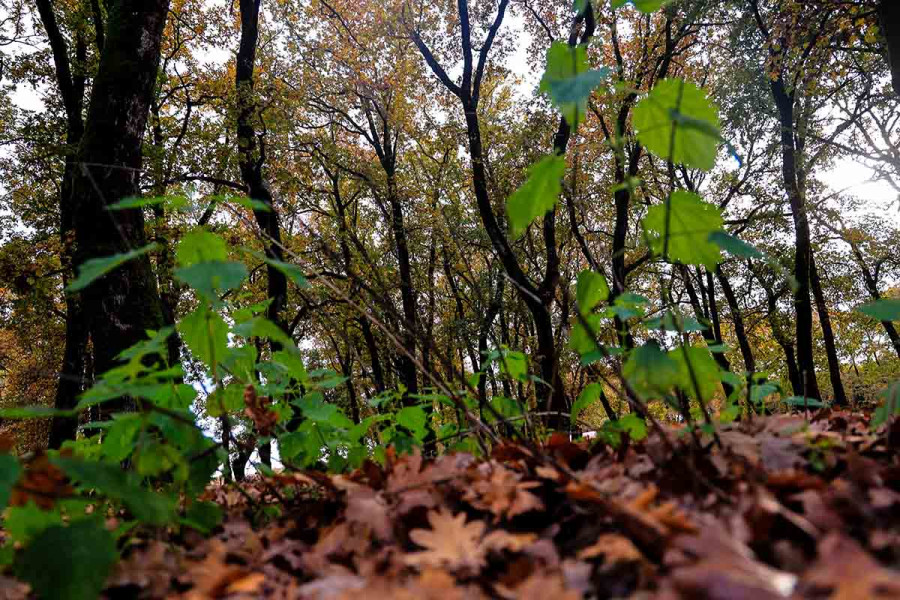 Ευρυτανία: Ελεγχόμενη έκρηξη για την εξουδετέρωση όλμου που εντοπίστηκε σε δάσος