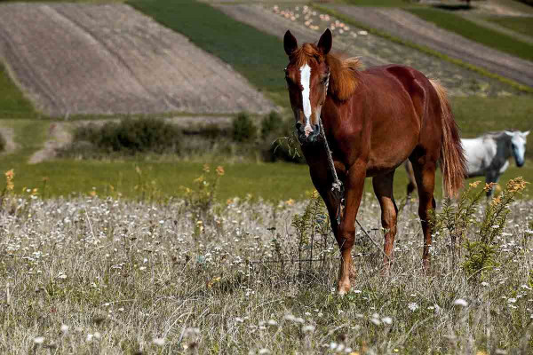 Πυροβόλησαν άλογο με καραμπίνα στην Κεφαλονιά - Υπέκυψε στα τραύματά του