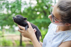 Teacup pigs: Τι απέγιναν τα γουρουνάκια «τσέπης» που αγόραζε ο κόσμος ως κατοικίδια