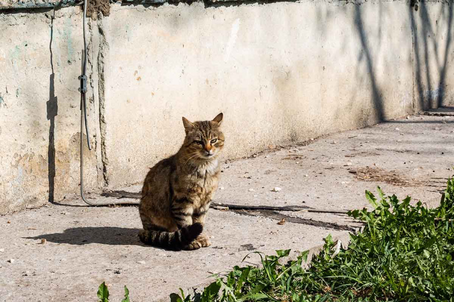 Η μυστική ζωή των αδέσποτων γατών - Τι κάνουν όταν έρχεται το βράδυ