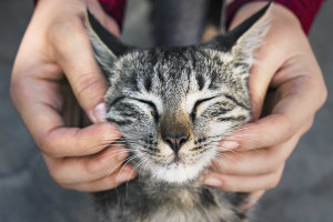 4 συμβουλές για να προστατεύσετε τα νεφρά της γάτας σας