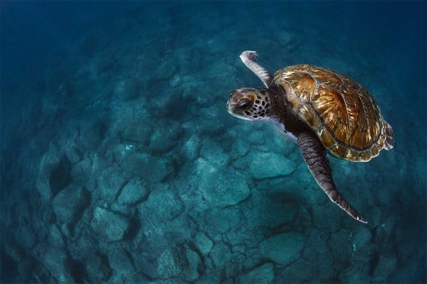 Νομοθετικό κενό απειλεί την Caretta caretta – Παρέμβαση του Συνηγόρου του Πολίτη για ειδικούς όρους στις παραχωρήσεις παραλιών