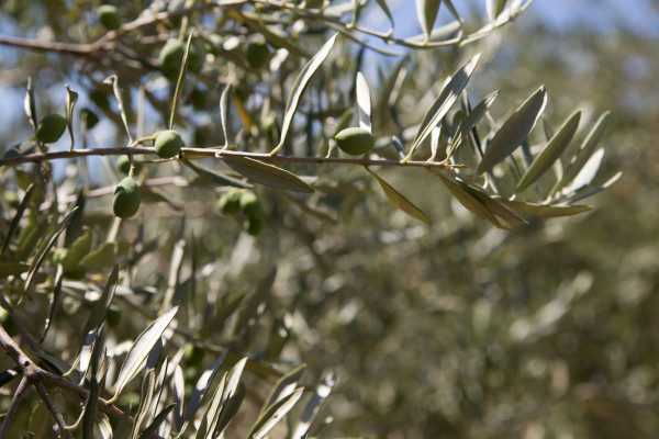 Στο σχεδιασμό νέας ΚΑΠ η εξέταση για ένταξη της ελιάς στις συνδεδεμένες - Εμπόδιο το πρόγραμμα ΟΕΦ