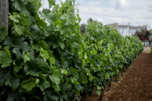 Συναγερμός για τον μαύρο ακανθώδη αλευρώδη