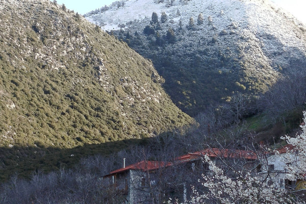 Ηλεία: Το "κοντράστ" της φύσης - Ανθισμένες αμυγδαλιές με φόντο τα χιόνια στα βουνά