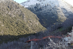 Ηλεία: Το "κοντράστ" της φύσης - Ανθισμένες αμυγδαλιές με φόντο τα χιόνια στα βουνά