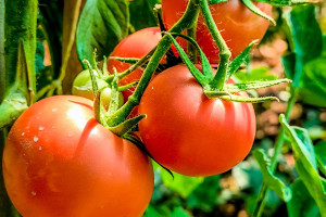 Ποιες είναι οι διαφορές ανάμεσα στις ντομάτες και τα ντοματίνια;