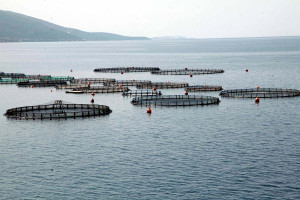Ανησυχούν οι τοπικές κοινωνίες από την ανάπτυξη των ιχθυοκαλλιεργειών και τις επιπτώσεις (video)