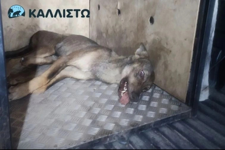 Θεσσαλονίκη: Εντοπίστηκε και πιάστηκε ο λύκος που τραυμάτισε την 4χρονη στην Πολίχνη
