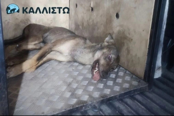 Θεσσαλονίκη: Εντοπίστηκε και πιάστηκε ο λύκος που τραυμάτισε την 4χρονη στην Πολίχνη