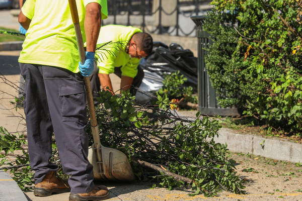 Αμαλιάδα: Κλαδέματα και κοπές δέντρων με στόχο την ασφάλεια και την προστασία των κατοίκων