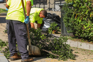 Αμαλιάδα: Κλαδέματα και κοπές δέντρων με στόχο την ασφάλεια και την προστασία των κατοίκων