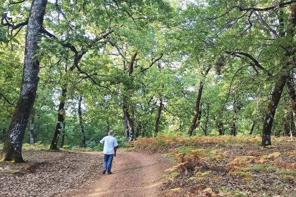 Ηλεία: "Έφυγε" ο Παναγιώτης Αλμπάνης - Μια ψυχή δεμένη με το δρυοδάσος της Φολόης