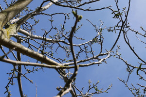 Αρχ. Ολυμπία: Ορίστηκαν χώροι προσωρινής εναπόθεσης υπολειμμάτων καθαρισμού