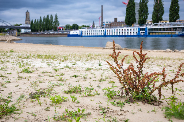 Ρήνος και Δούναβης στερεύουν από ξηρασία και καύσωνες