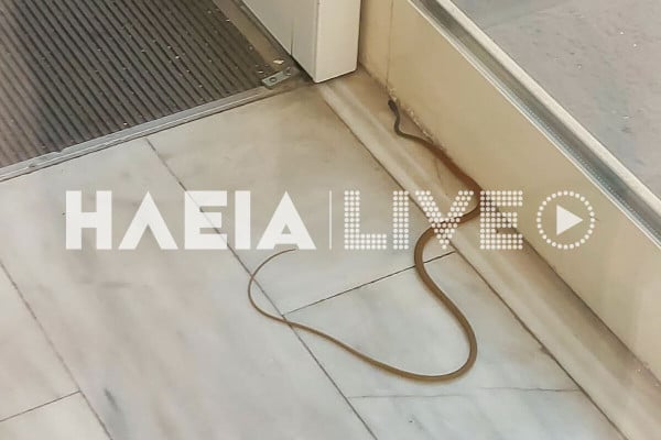 Πύργος: Το φίδι… πήγε στα Επείγοντα του νοσοκομείου