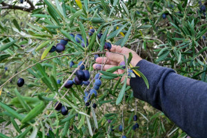 Κραυγή αγωνίας από τον κλάδο της επιτραπέζιας ελιάς για ΟΕΦ και Ελαιοκομικό Μητρώο