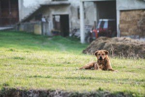 Λεχαινά: Σύλληψη και πρόστιμο για τις κακές συνθήκες διαβίωσης του σκύλου του