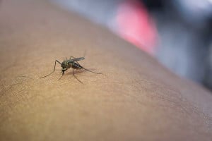 Ιός Δυτικού Νείλου: Επεκτεινόμενη απειλή στην Ευρώπη