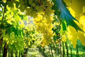 Κρασί: Πιέσεις στις τιμές των σταφυλιών – Ο χάρτης του τρυγητού