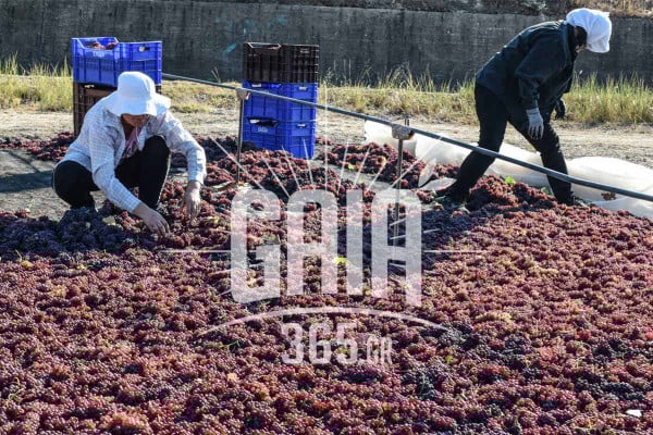 Τεράστια μείωση καλλιεργειών στη Μεσσηνία: Προς… εξαφάνιση σύκο και σταφίδα
