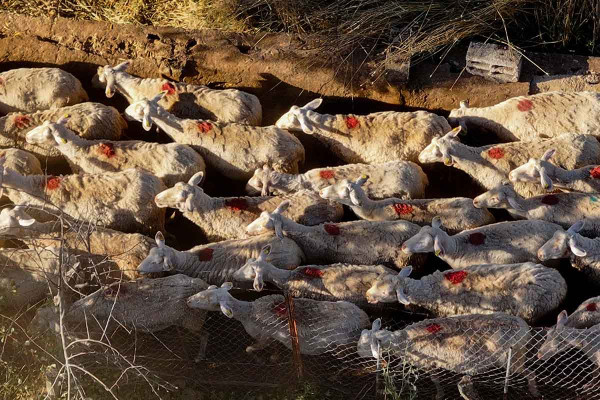 Ευλογιά αιγοπροβάτων: Πάνω από 60.000 αστυνομικοί έλεγχοι και 109 συλλήψεις από τον Οκτώβριο