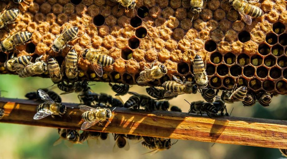 «SOS» για το μέλι: Η Κρήτη κινδυνεύει να μείνει χωρίς παραγωγή - «Το πρόβλημα είναι τρομερό»