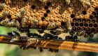 Οικονομική στήριξη ζητούν οι μελισσοκόμοι