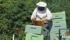 SOS εκπέμπουν οι μελισσοκόμοι του Έβρου: Αβέβαιο το μέλλον του κλάδου μετά τις πυρκαγιές