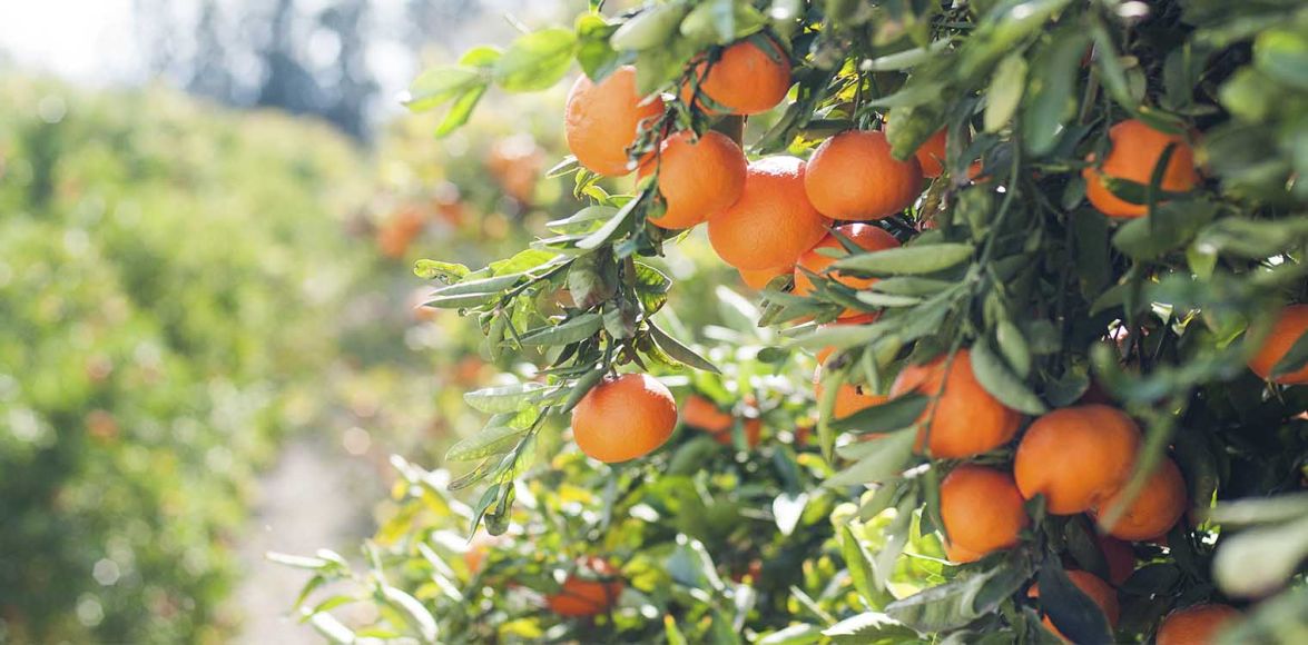 Μανταρίνια, πορτοκάλια: Προβλέψεις για μείωση της παραγωγής σε ΕΕ και τον υπόλοιπο κόσμο