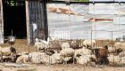 ΕΛΓΑ: Απαλλάσσονται από εκτιμητικά τέλη πυρόπληκτοι κτηνοτρόφοι