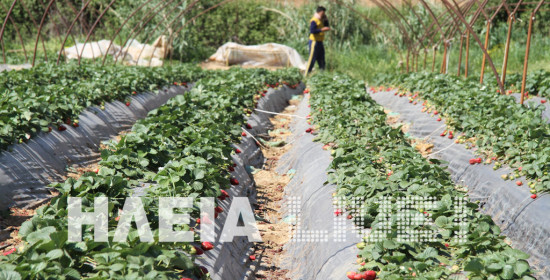 Μανωλάδα: Η ζωή στα φραουλοχώραφα . . . (photos & video)