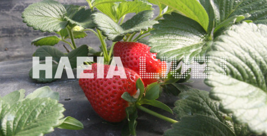 Με καλούς οιωνούς ξεκινά η φύτευση της φράουλας στην Ηλεία 