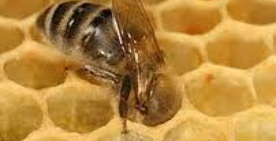 Ενέργειες ενίσχυσης ύψους 5,6 εκ. ευρώ για τη μελισσοκομία