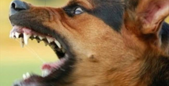 Ανδραβίδα: Αδέσποτος σκύλος επιτέθηκε και δάγκωσε 4χρονο