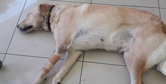 Πύργος: Φόλες στην καρδιά της πόλης - Εξοντώθηκε σκύλος στο Επαρχείο