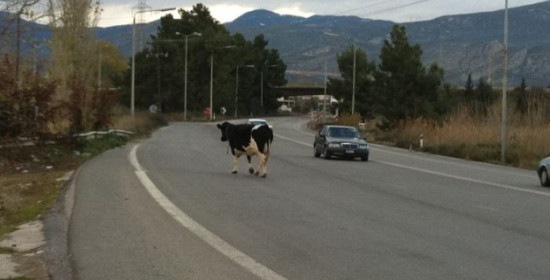 Η αγελάδα έκανε . . . βόλτες στην Νέα Εθνική Οδό Πατρών – Κορίνθου
