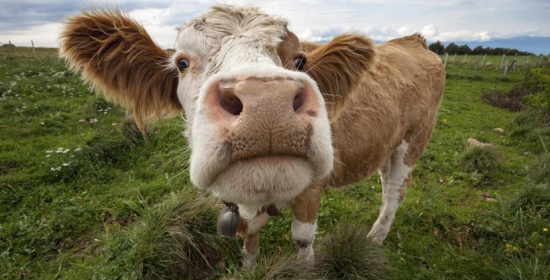 Ο κυβερνήτης της Καλιφόρνιας ψήφισε νόμο για να "αερίζονται" λιγότερο οι . . . αγελάδες!